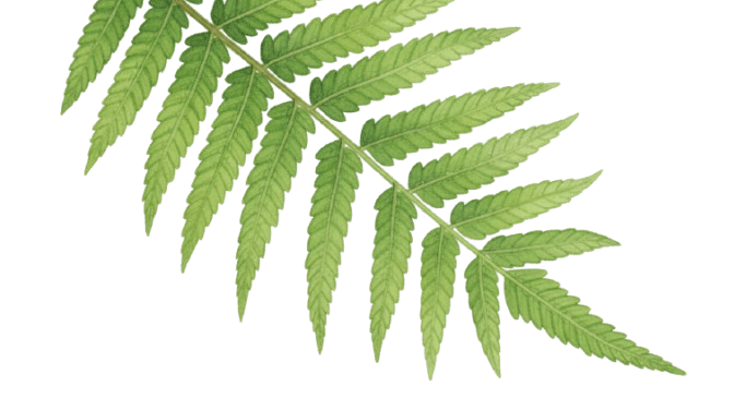 leaf